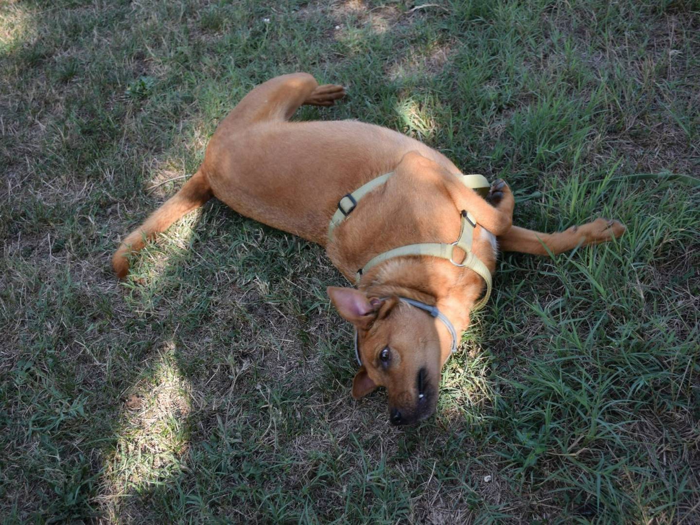 Adotta il cane Pepe a Modena