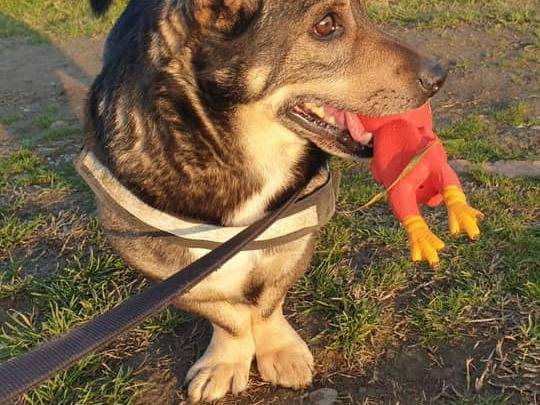 Adotta un cane, maschio, 8 anni  e 7 mesi , Modena
