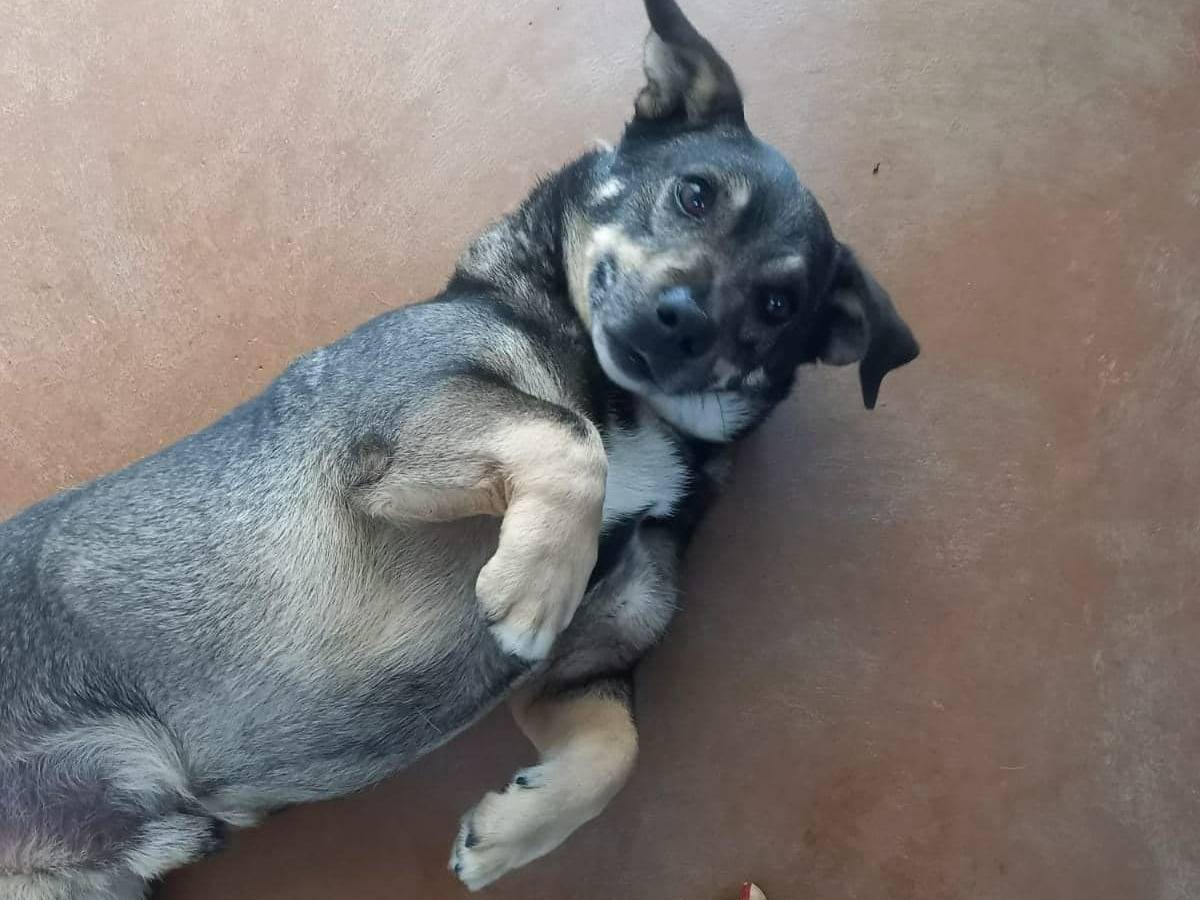 Adotta un cane, taglia piccola, maschio, Modena
