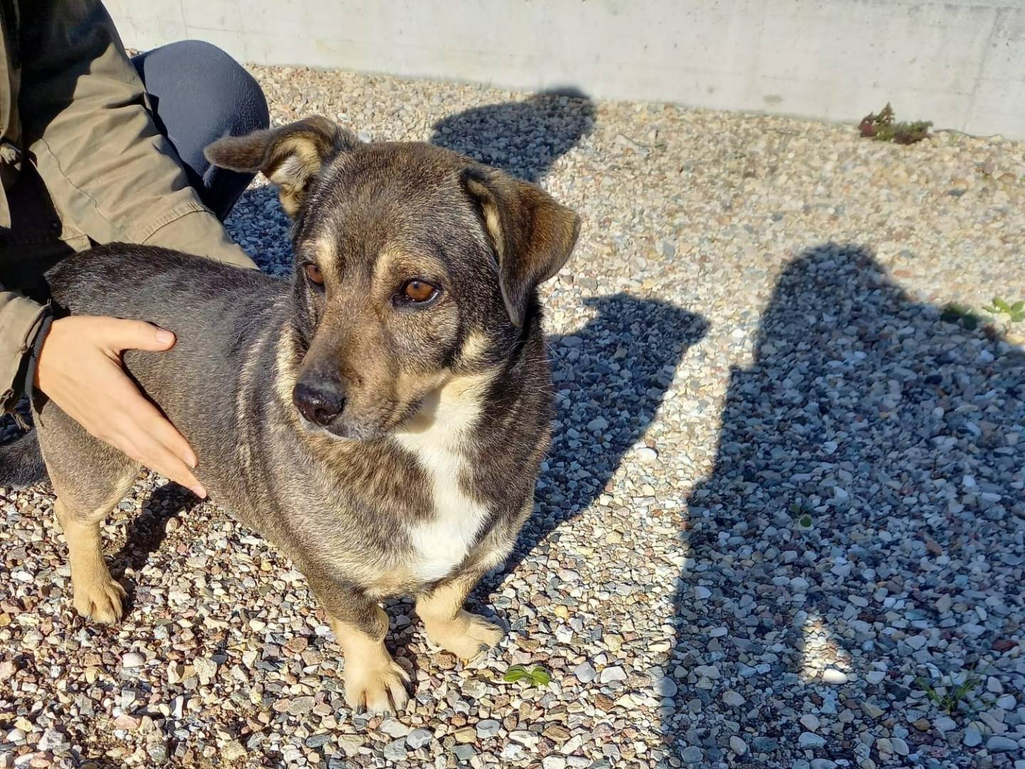 Vuoi adottare un cane a Modena?