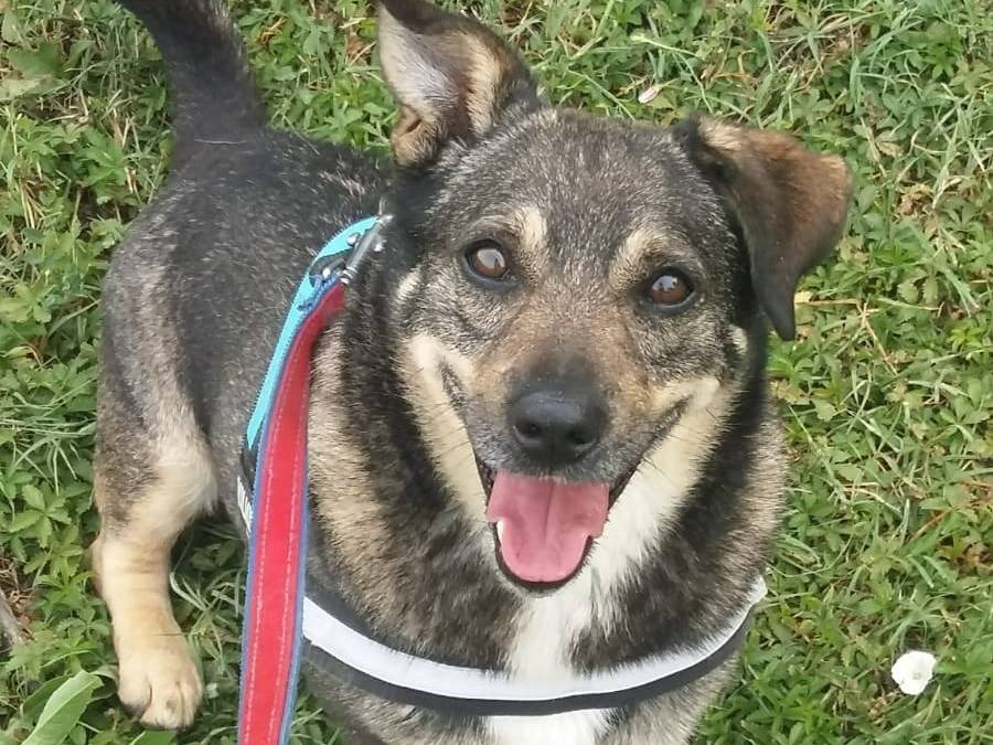 Adotta il cane Giotto a Modena