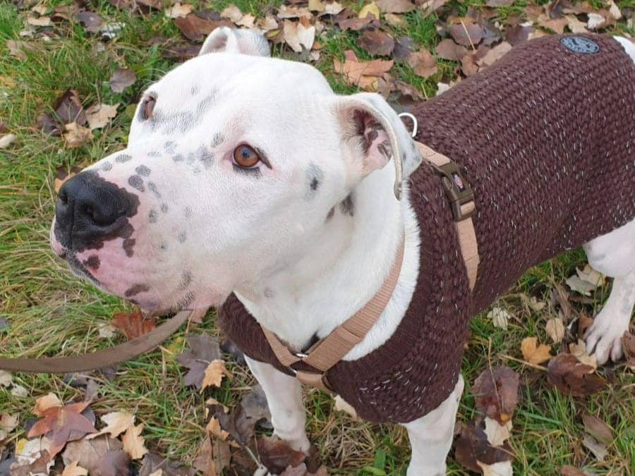 Adotta un cane, maschio, 5 anni  e 5 mesi , Modena