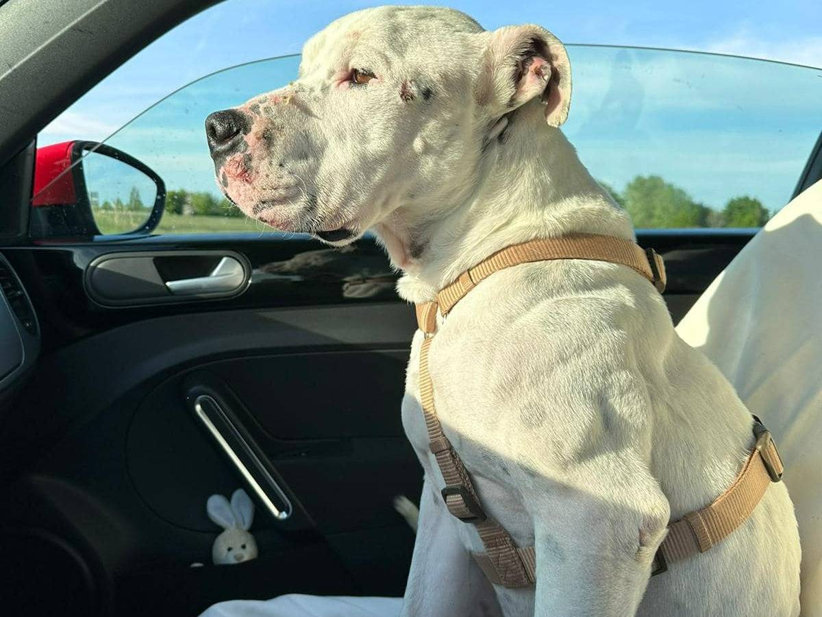 Adotta un cane, taglia media, maschio, Modena