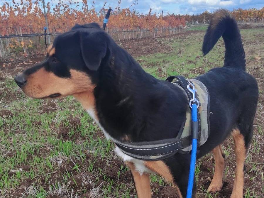 Adotta un cane, femmina, 1 anno e 3 mesi , Bari