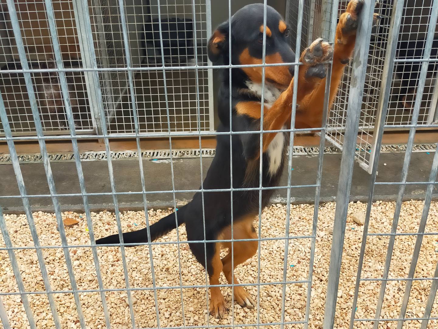 Adotta un cane, taglia media, femmina, Bari