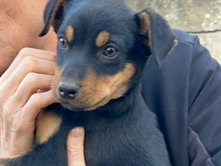 Adotta un cane, taglia media, maschio, Firenze