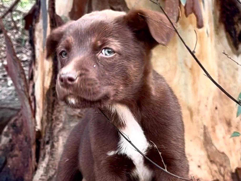 Adotta un cane, taglia media, maschio, Venezia