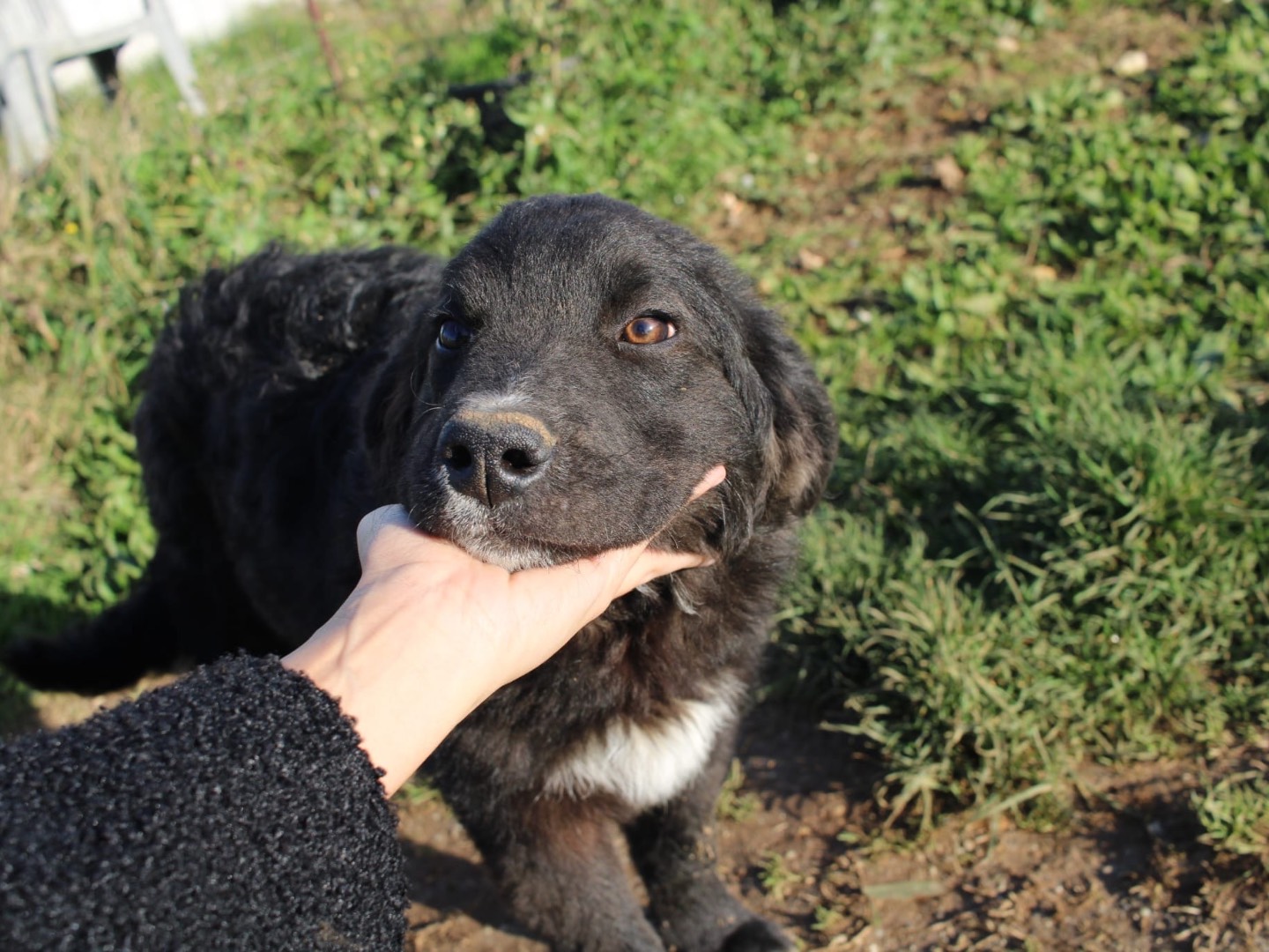 Adozione cane, maschio, Razza sconosciuta Razza sconosciuta, 6 mesi, taglia media, Vibo