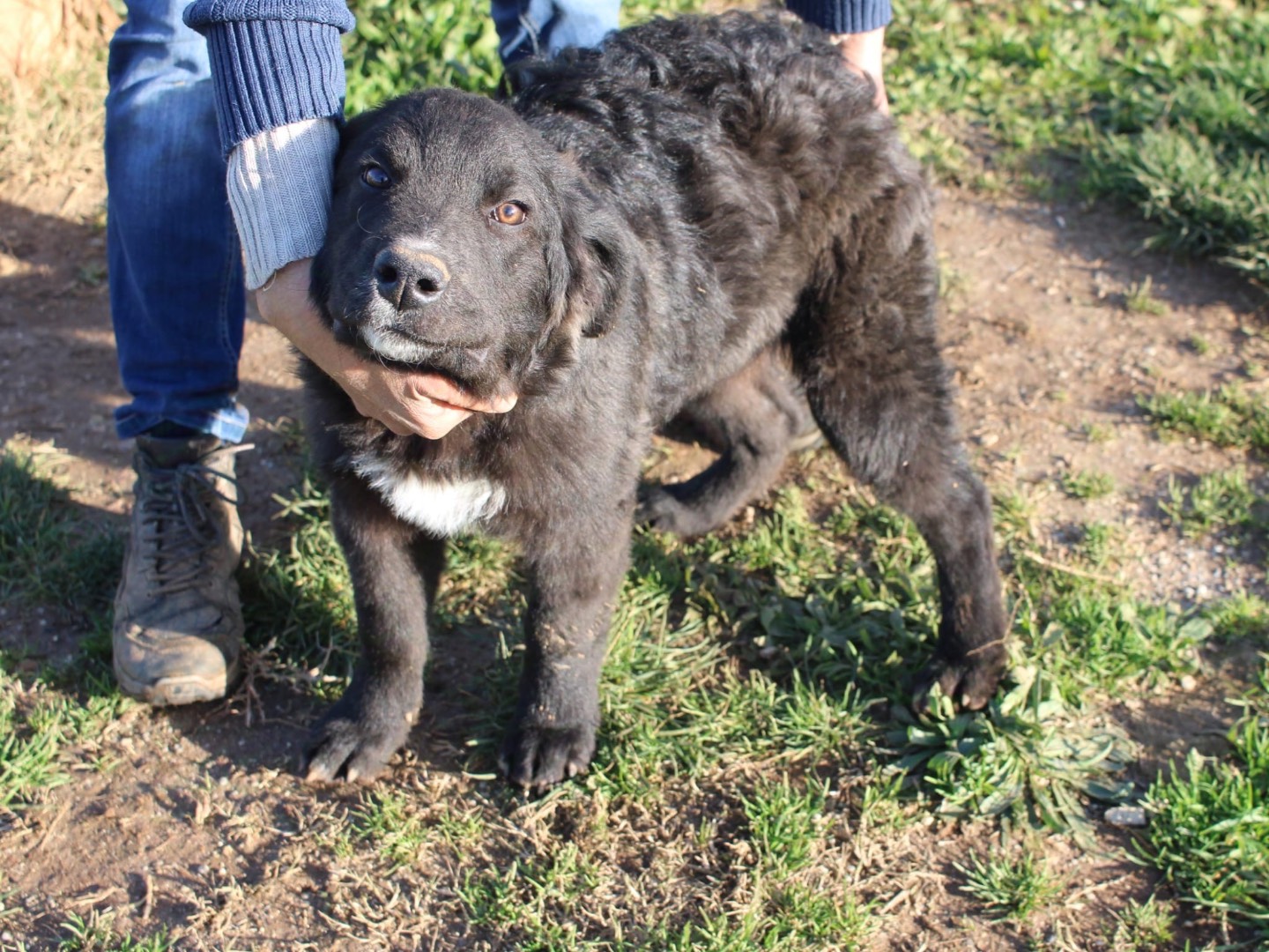Adotta un cane, maschio, 6 mesi, Vibo
