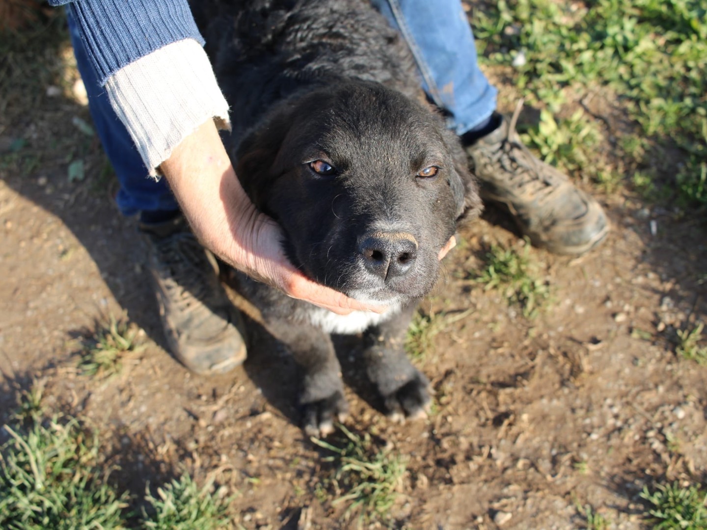 Adotta un cane, taglia media, maschio, Vibo