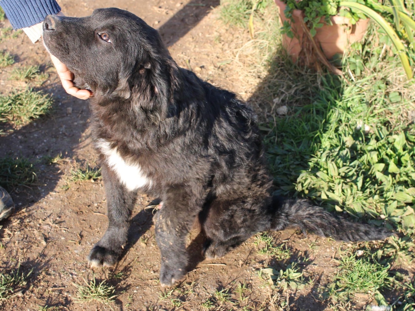 Adotta il cane Orso a Vibo