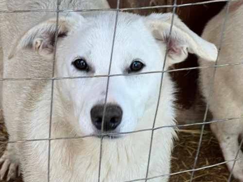 Vuoi adottare un cane a Padova?