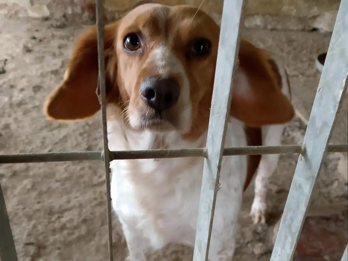 Foto dell'animale
