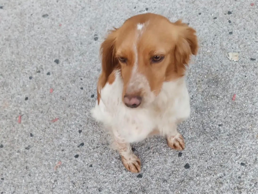 Adotta un cane, femmina, 2 anni  e 3 mesi , Caserta
