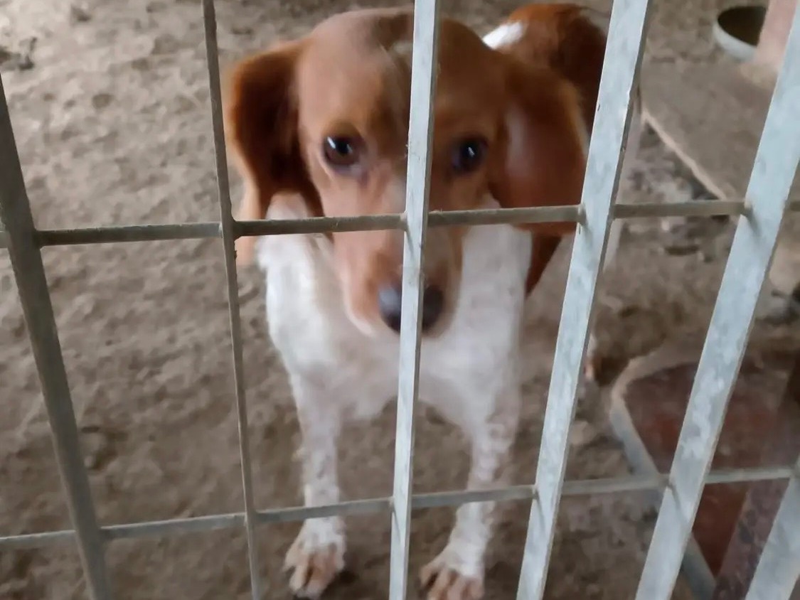 Adotta un cane, taglia media contenuta, femmina, Caserta