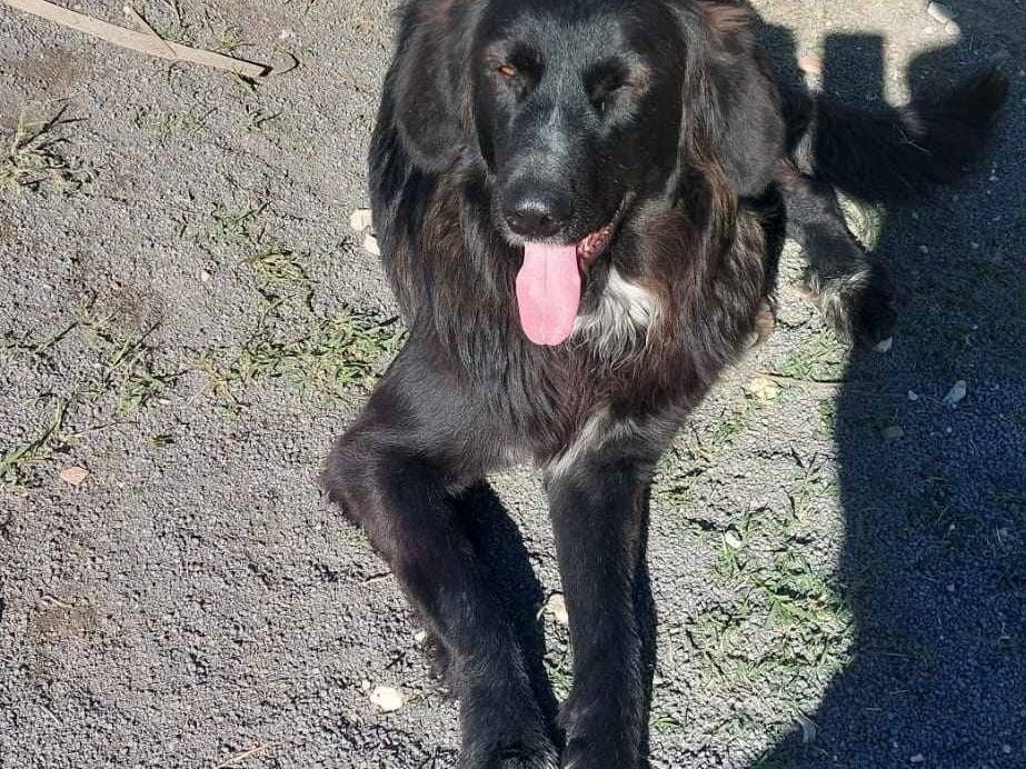 Adotta un cane, femmina, 2 anni  e 2 mesi , Catania