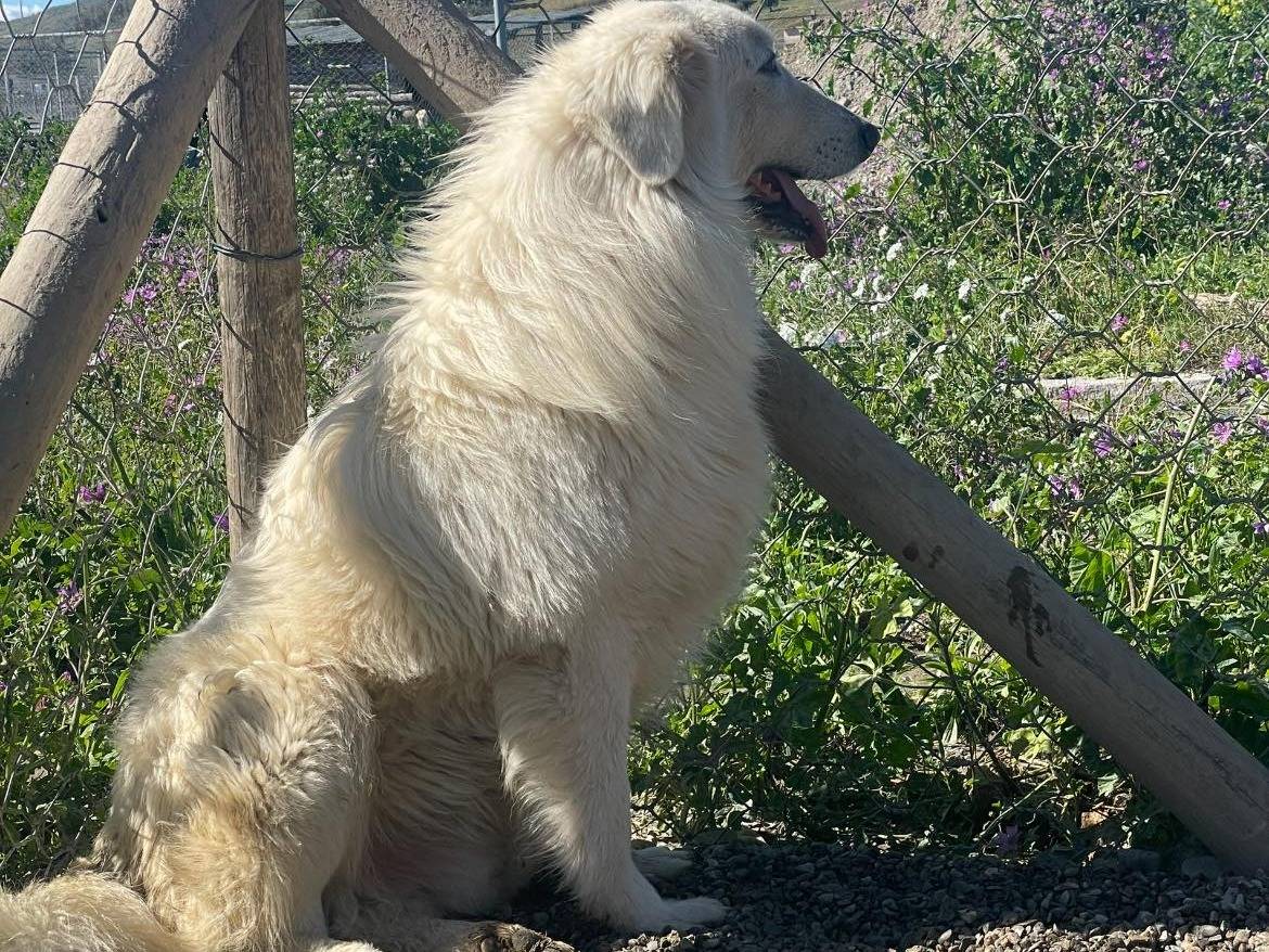 Adotta un cane, maschio, 4 anni  e 10 mesi , Crotone