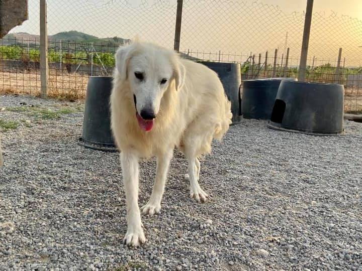 Adotta un cane, taglia media, maschio, Crotone