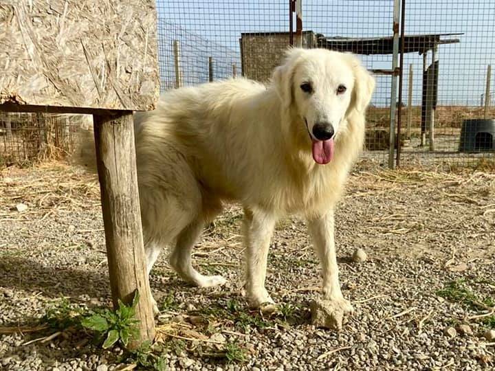 Vuoi adottare un cane a Crotone?
