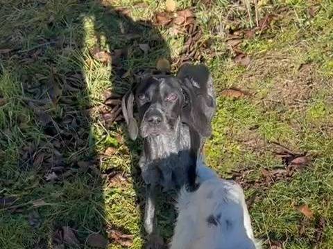 Adotta un cane, taglia media contenuta, femmina, Crotone