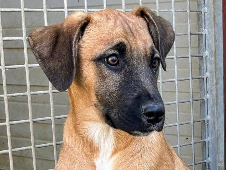 Adozione cane, maschio, Razza sconosciuta Razza sconosciuta, 1 anno e 10 mesi, taglia media contenuta, Milano
