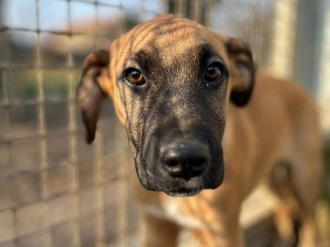Adotta un cane, maschio, 1 anno e 10 mesi, Milano