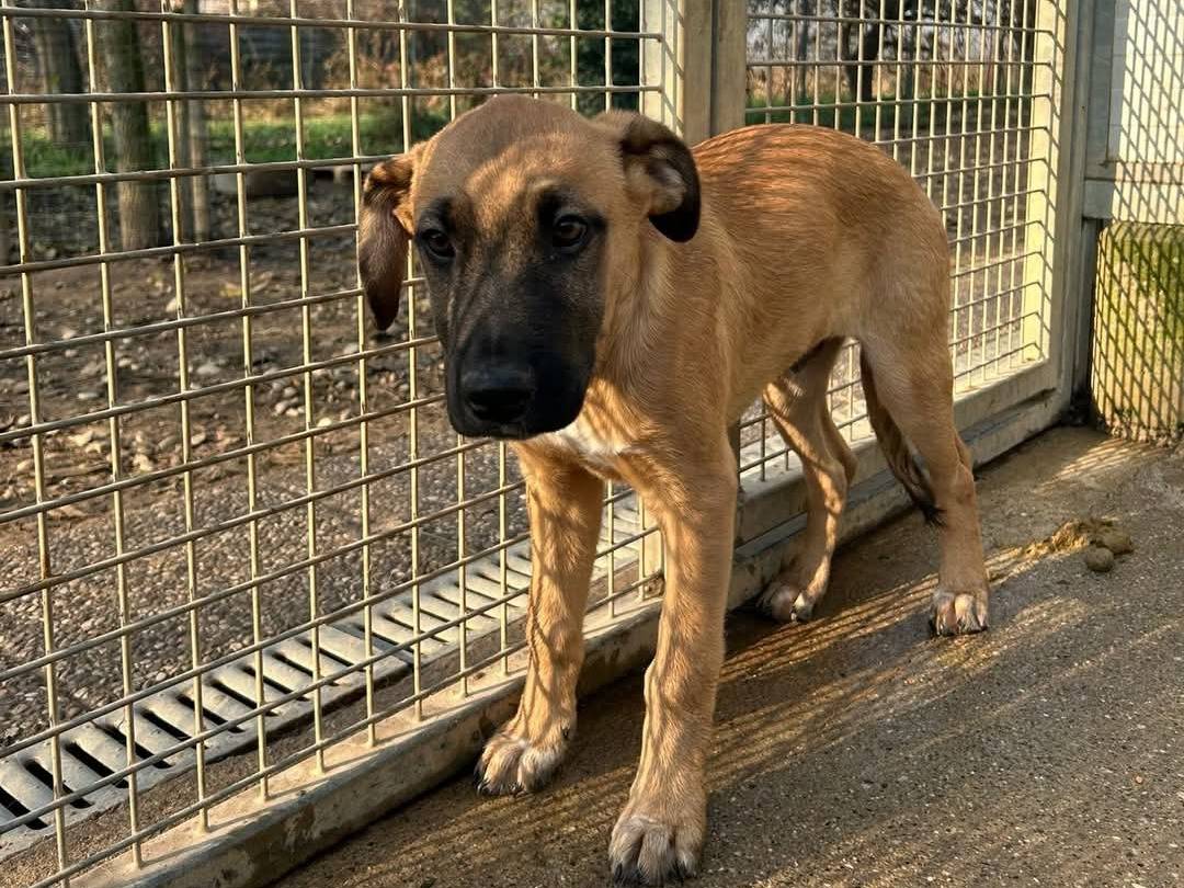 Adotta un cane, taglia media contenuta, maschio, Milano