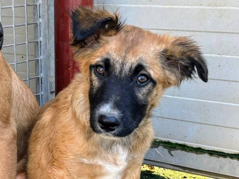 Adozione cane, femmina, Razza sconosciuta Razza sconosciuta, 1 anno e 10 mesi, taglia media contenuta, Milano
