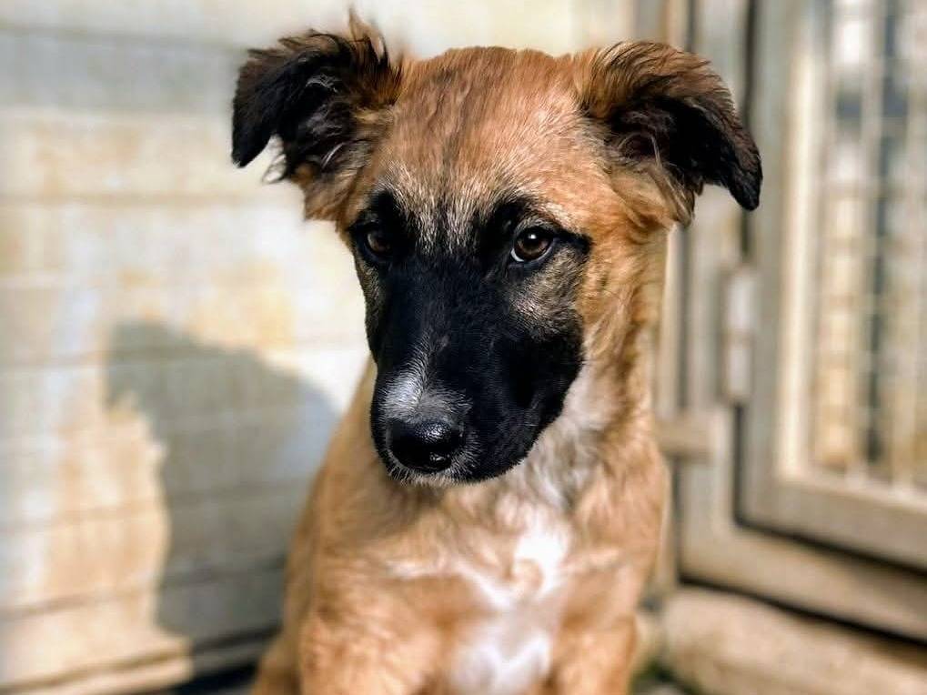 Adotta un cane, femmina, 1 anno e 10 mesi, Milano
