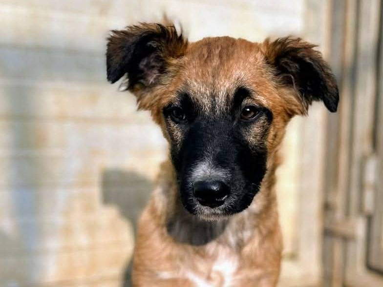 Adotta un cane, taglia media contenuta, femmina, Milano