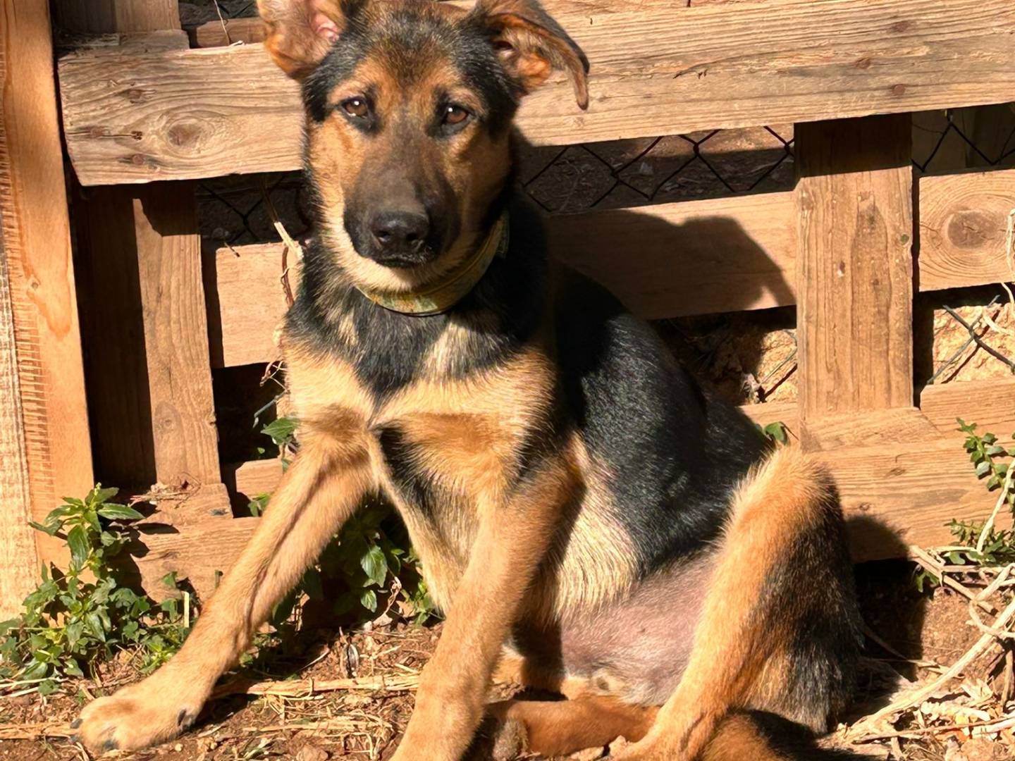 Adotta un cane, maschio, 1 anno, Lecce