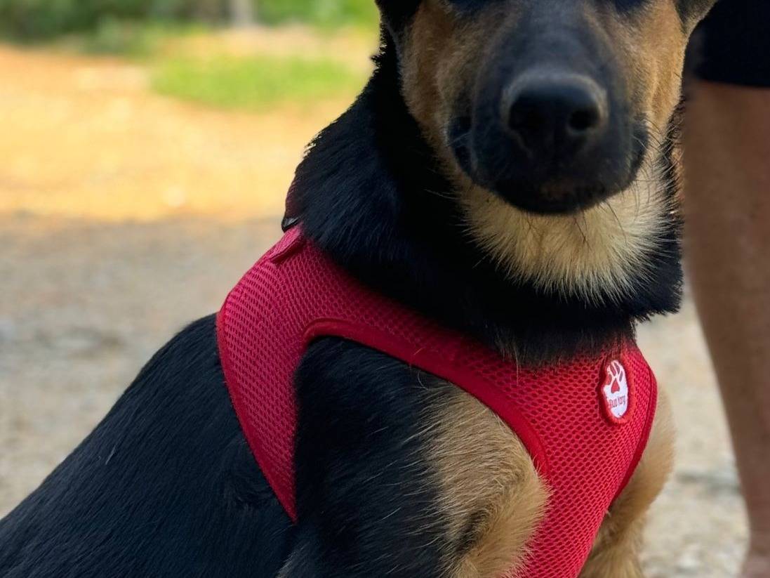 Adotta un cane, taglia media contenuta, maschio, Lecce
