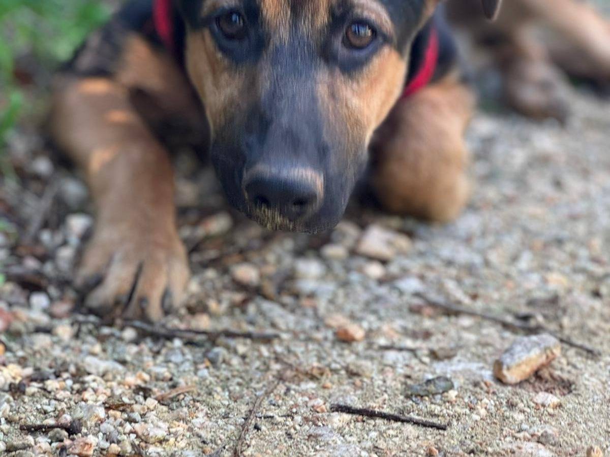 Vuoi adottare un cane a Lecce?