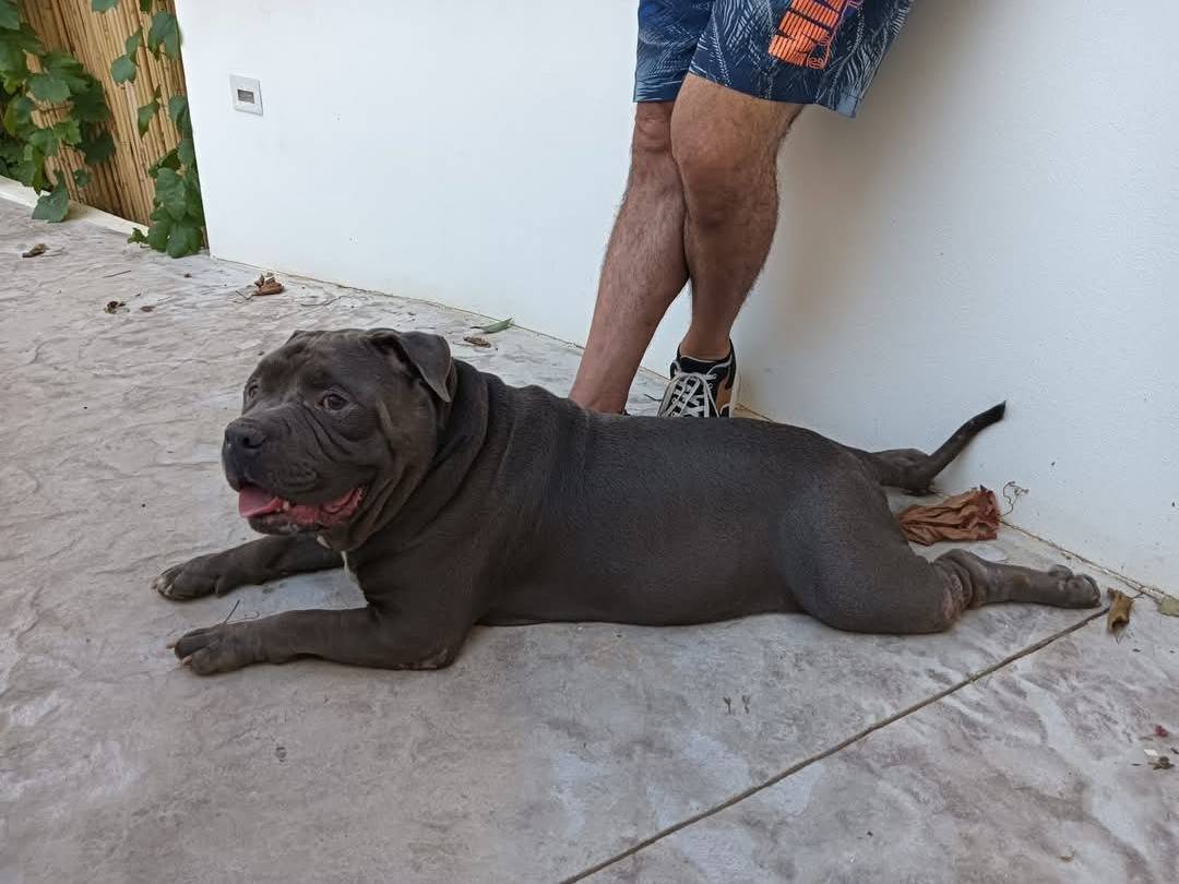 Adotta un cane, maschio, 9 anni  e 3 mesi , Lecce