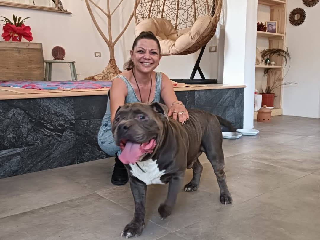 Adotta un cane, taglia grande, maschio, Lecce