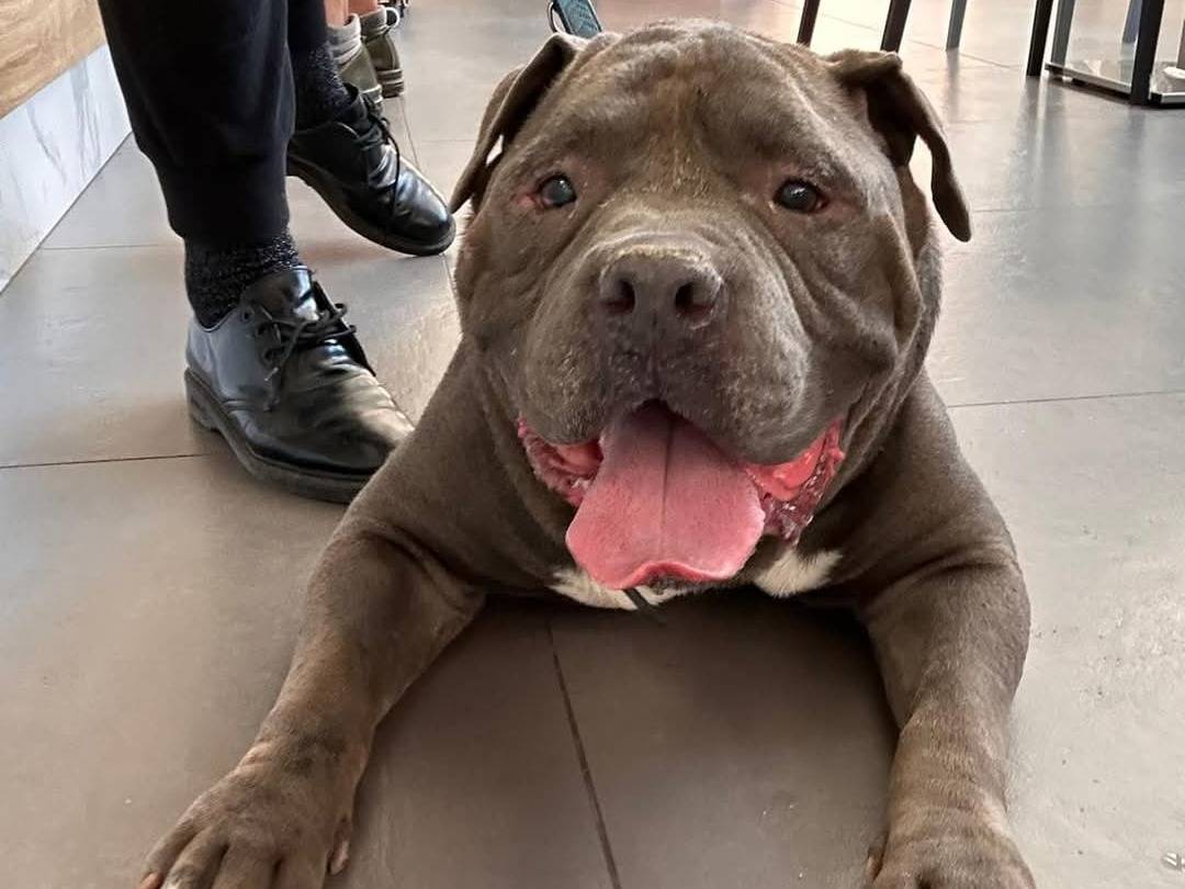 Vuoi adottare un cane a Lecce?