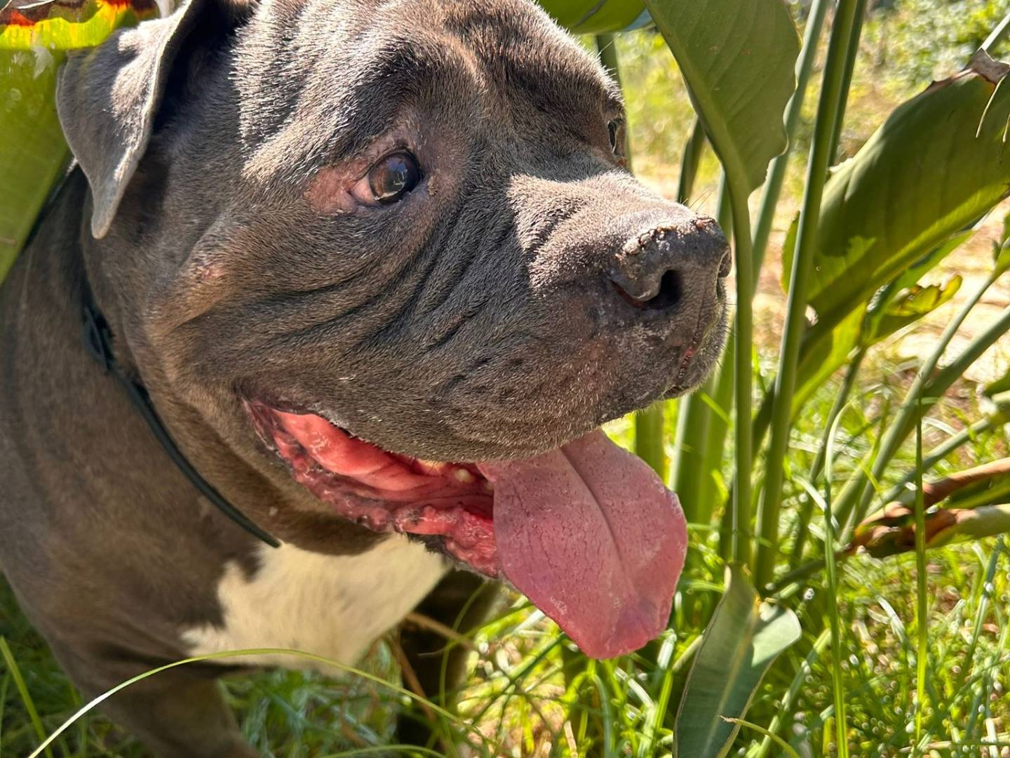 Adotta il cane Carlo a Lecce