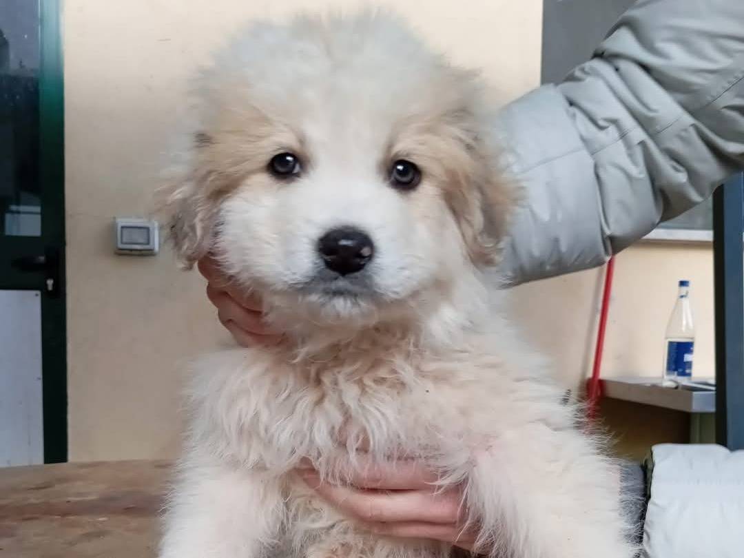 Adozione cane, maschio, Razza sconosciuta Razza sconosciuta, 1 anno, taglia grande, Frosinone