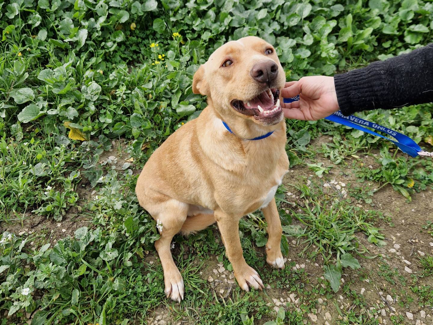 Adotta un cane, maschio, 2 anni  e 6 mesi , Agrigento