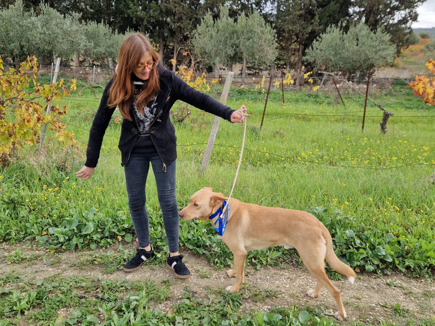 Adotta un cane, taglia media, maschio, Agrigento
