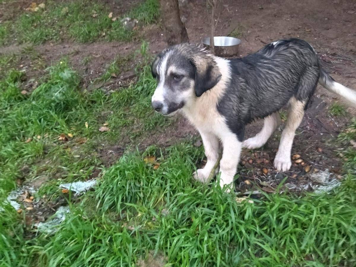 Adotta il cane Pluto a Salerno