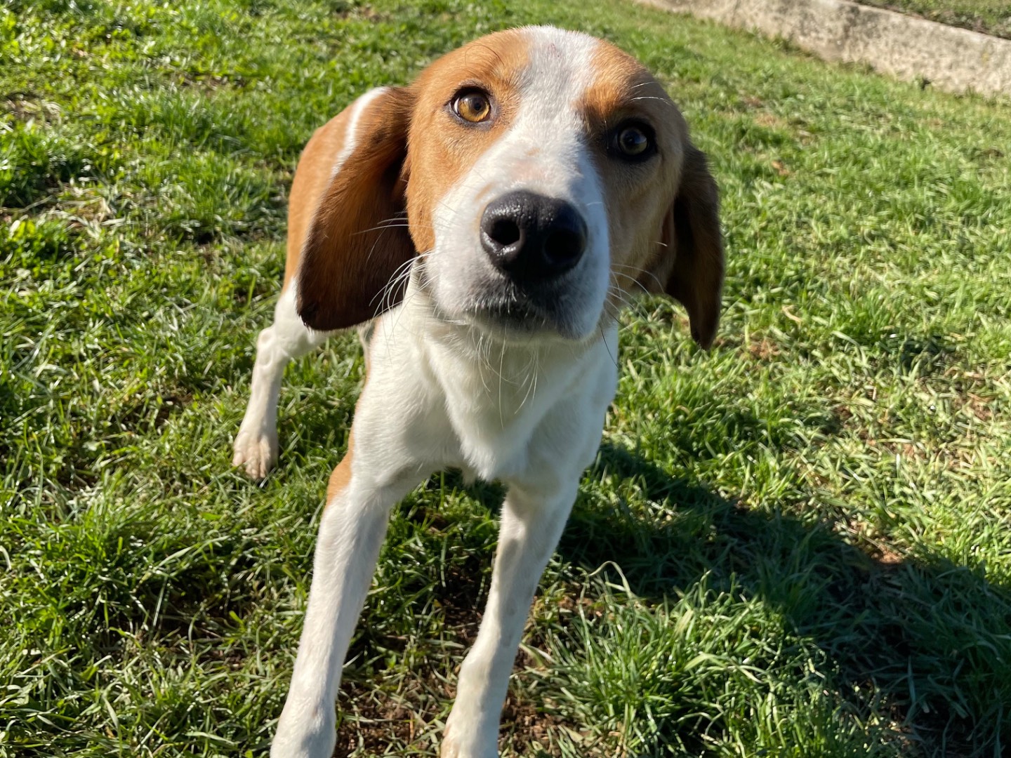 Adotta un cane, maschio, 2 anni e 8 mesi, Frosinone