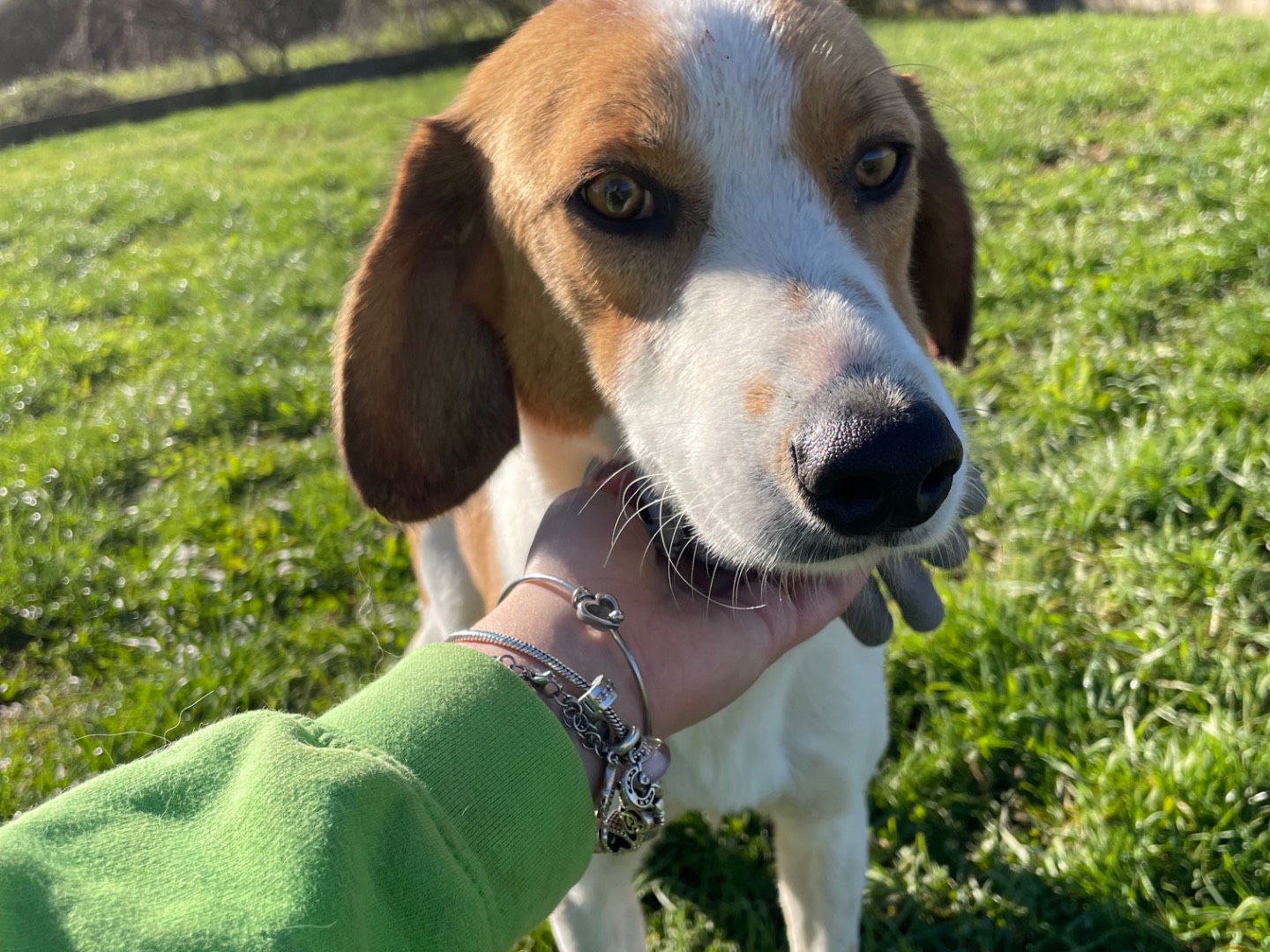 Adotta un cane, taglia media, maschio, Frosinone