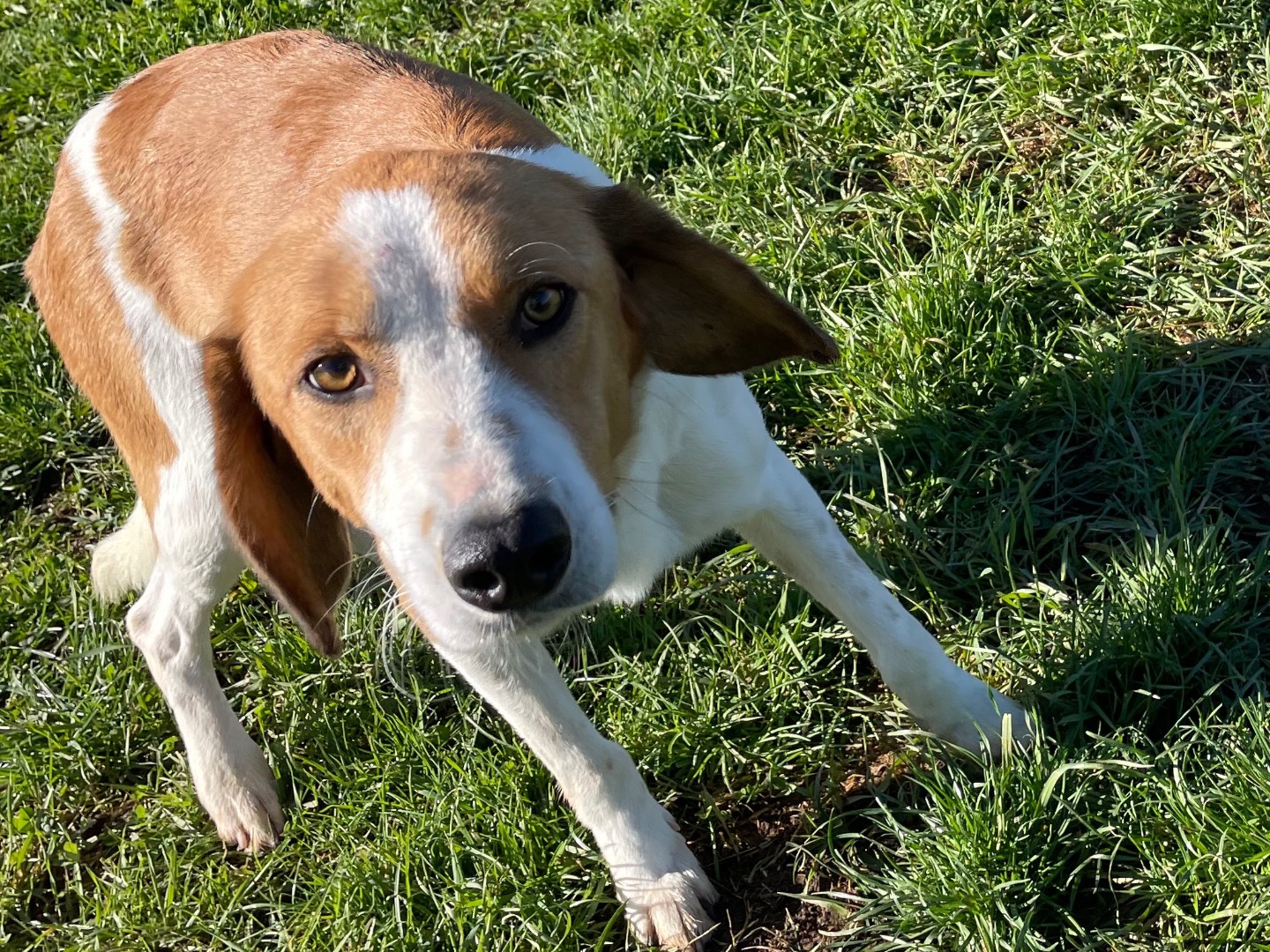 Vuoi adottare un cane a Frosinone?