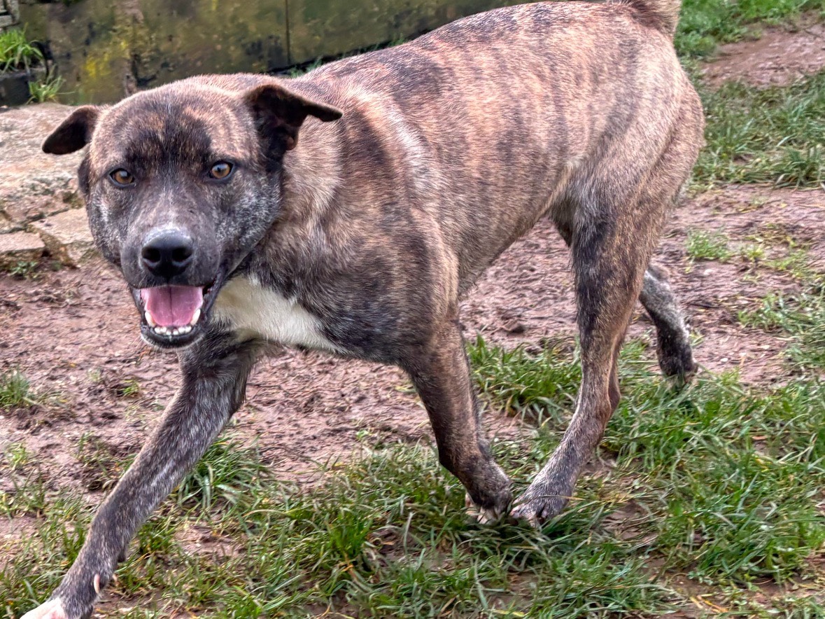 Adotta un cane, femmina, 2 anni  e 6 mesi , Frosinone