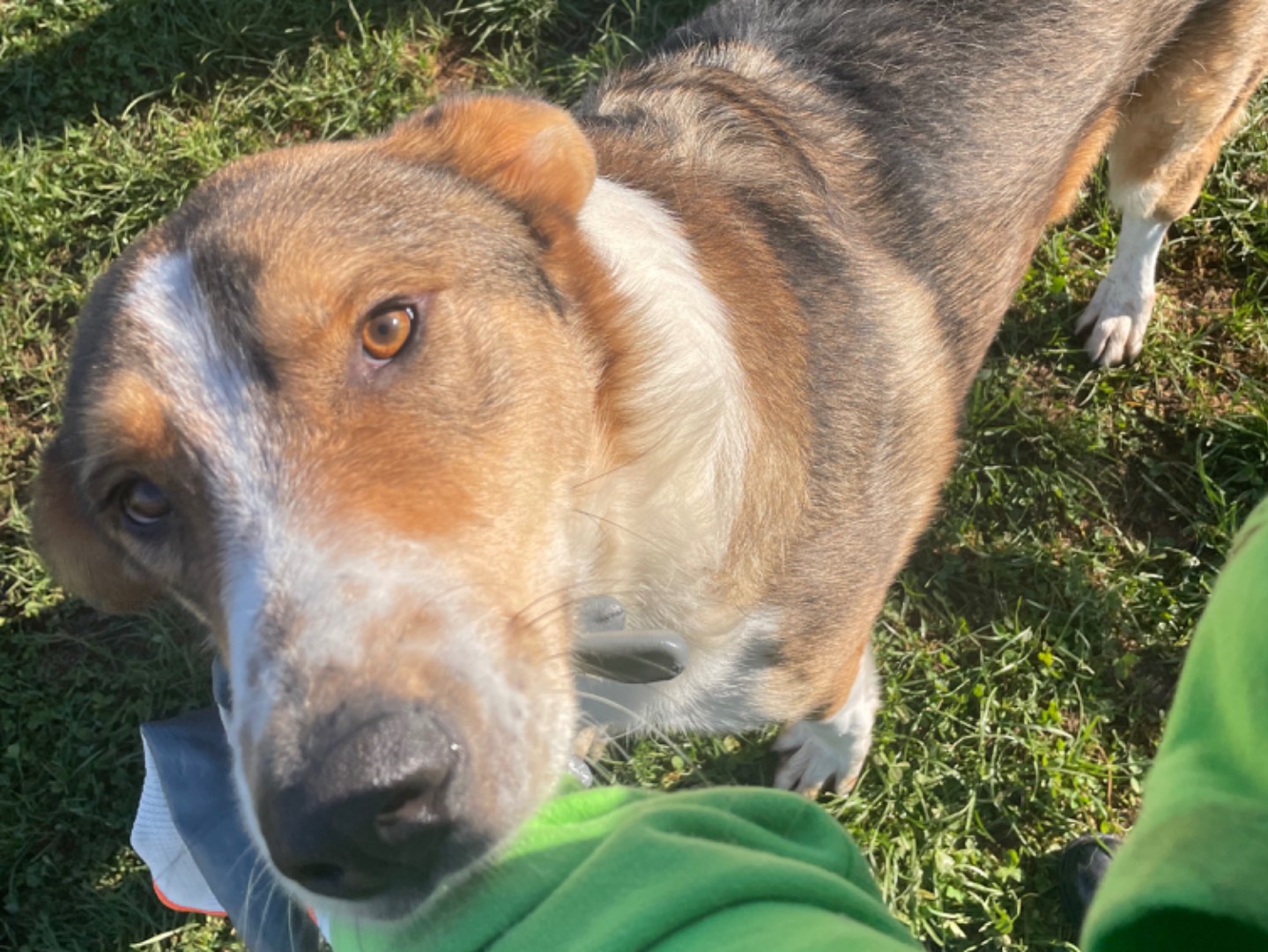 Adotta un cane, taglia grande, maschio, Frosinone