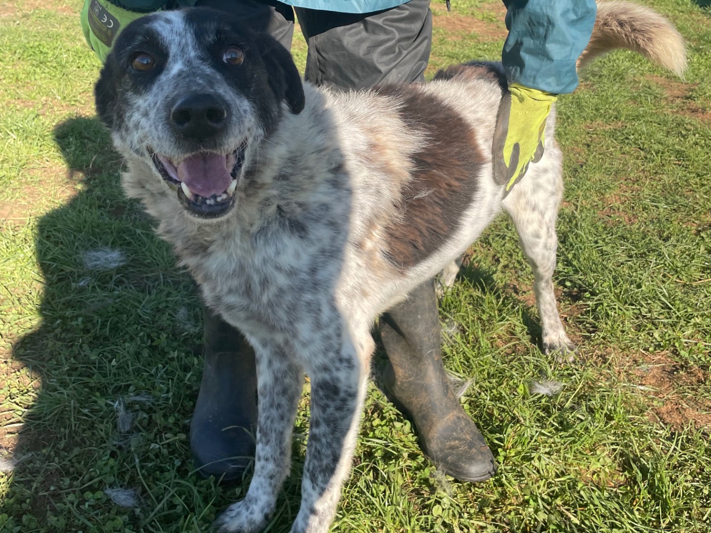 Adotta un cane, maschio, 6 anni  e 9 mesi , Frosinone