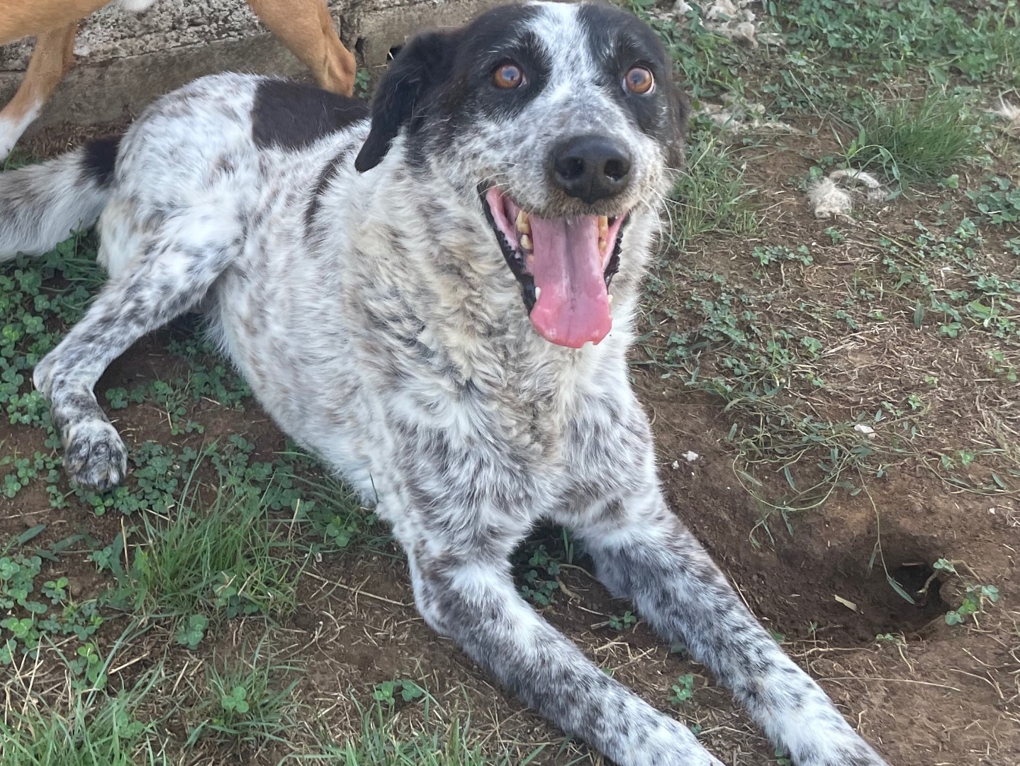 Adotta un cane, taglia grande, maschio, Frosinone