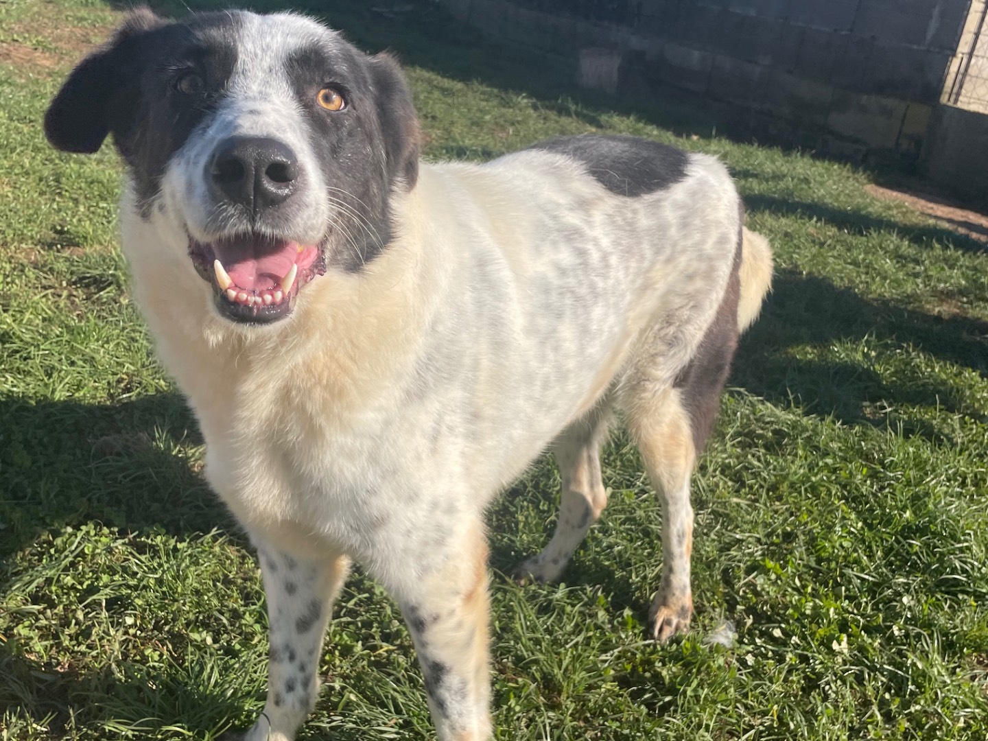 Adotta un cane, maschio, 3 anni  e 8 mesi , Frosinone