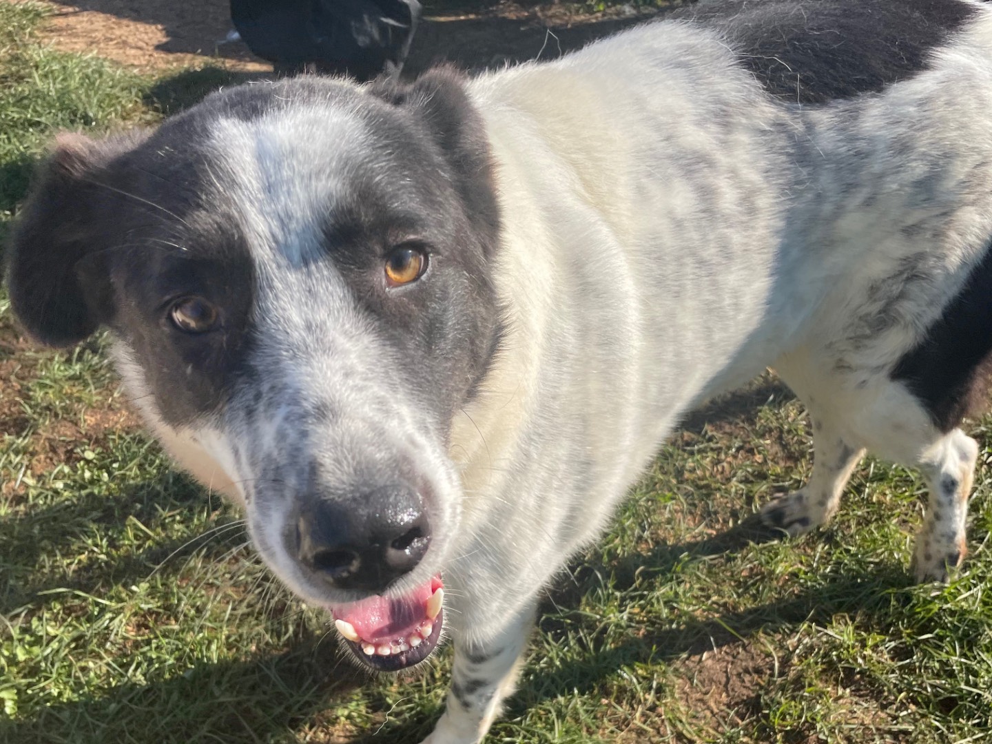 Adotta un cane, taglia grande, maschio, Frosinone